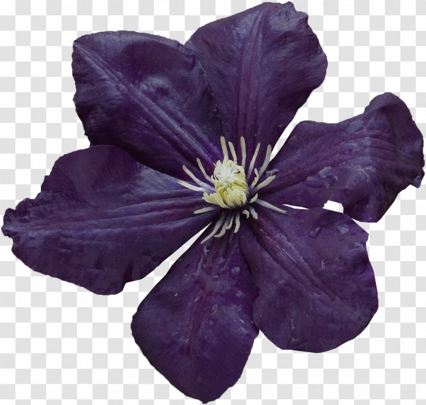 Violet Purple Lilac Flower Petal - Plant - Shadow Transparent PNG