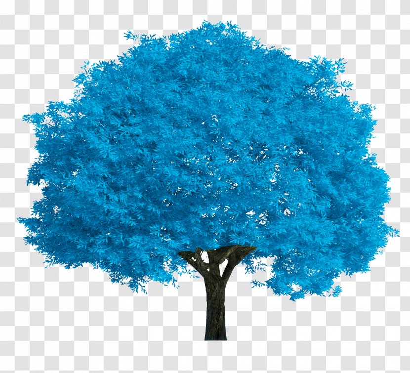Salix Fragilis Alba Tree Stock Photography Oak - Turquoise - Blue Transparent PNG