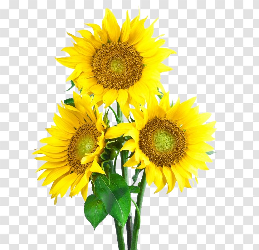 Common Sunflower Seed Icon Transparent PNG