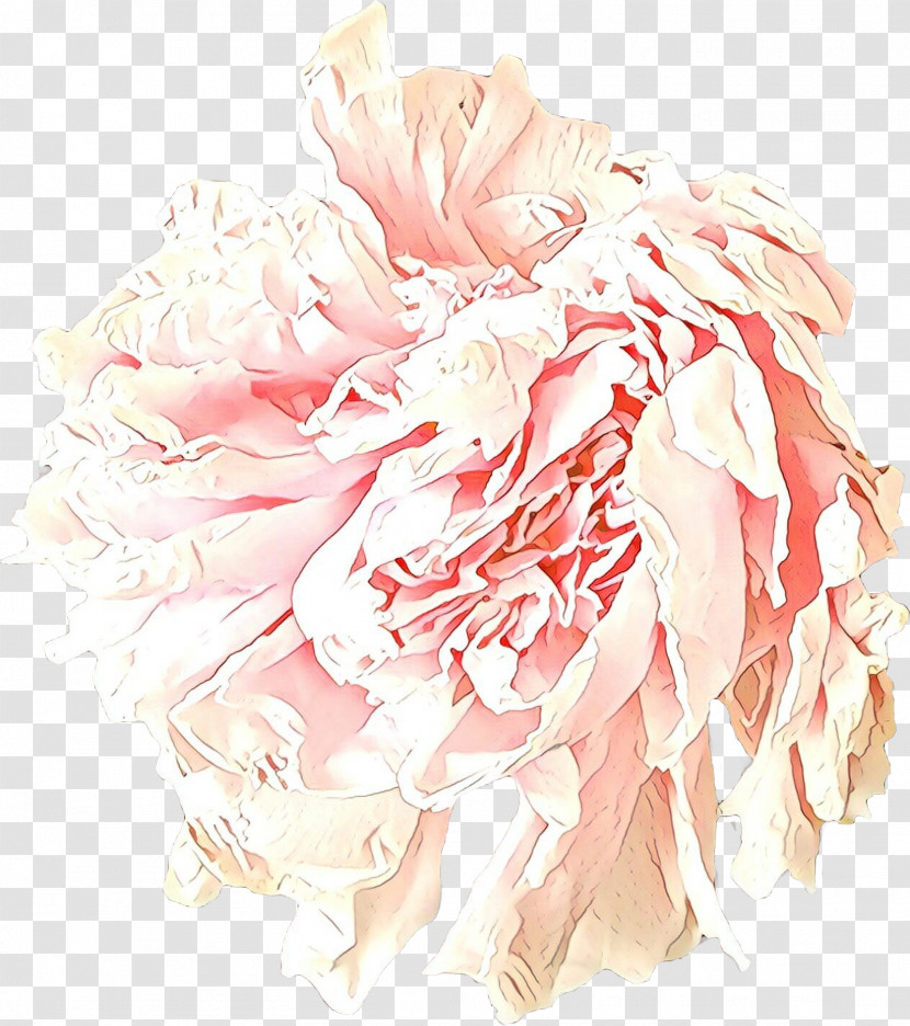 Pink Flower Cut Flowers Peony Plant Transparent PNG