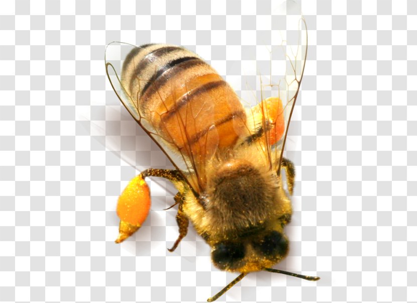 Bee Insect Clip Art - Pollinator - Yellow Transparent PNG