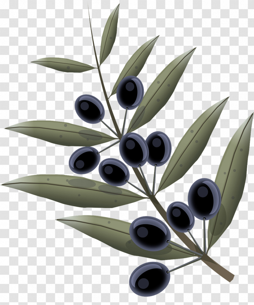 Olive Leaf Tree Plant Woody Plant Transparent PNG