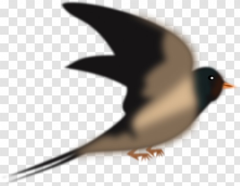 Bird Swallow Columbidae Domestic Pigeon Penguin - Barn - Sparrow Transparent PNG