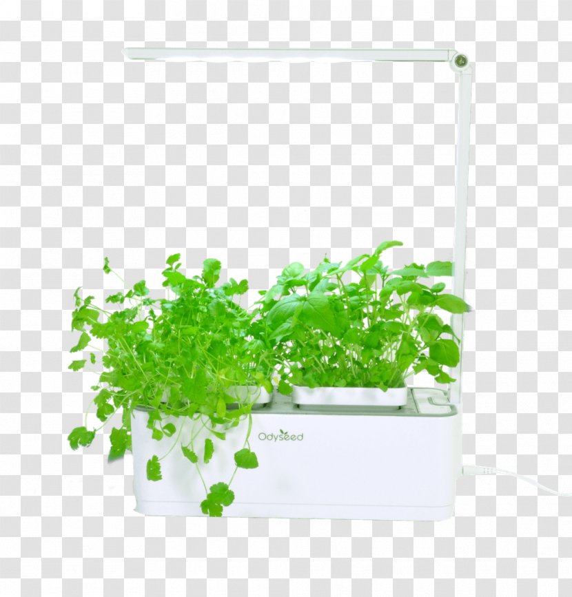 Green Grass Background - Cultivar - Flower Flowerpot Transparent PNG