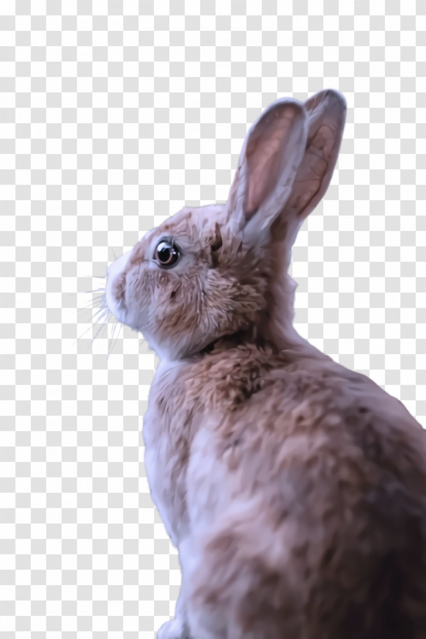 Rabbit Rabbits And Hares Mountain Cottontail Hare Snowshoe - Snout - Audubons Transparent PNG