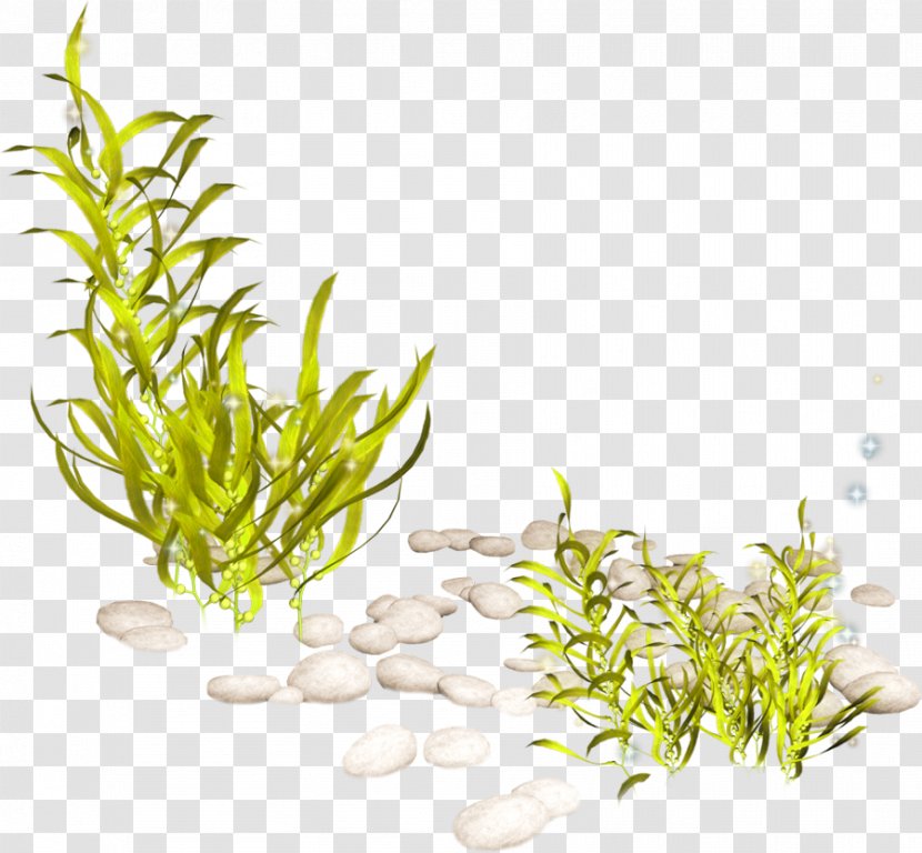Aquatic Plant Seaweed Clip Art - Coral Transparent PNG