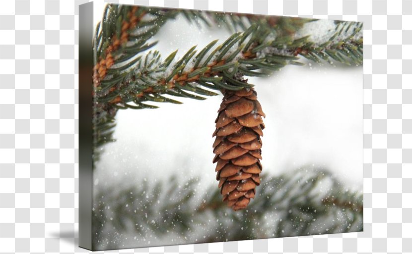 Spruce Fir Conifers Pine Evergreen - Cone Transparent PNG