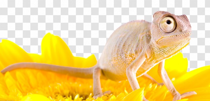 Reptile Lizard Chamaeleo Chameleon, Chameleon - Amphibian - Small Transparent PNG