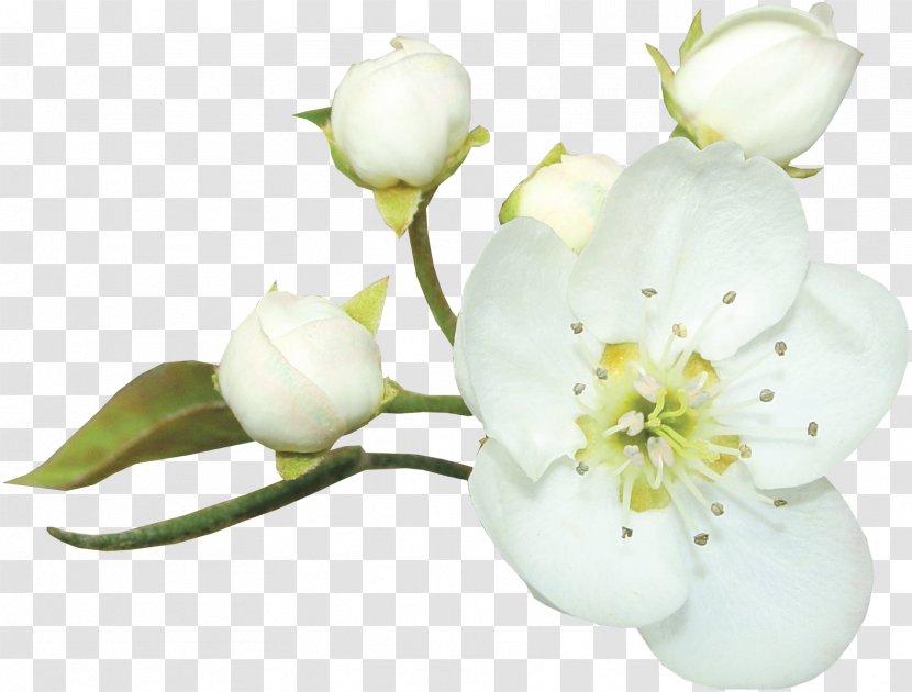 White - Flower - Pastoral Wind Element Psd Transparent PNG