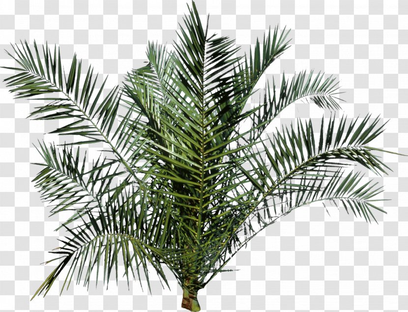 Tree Arecaceae - Palm Transparent PNG