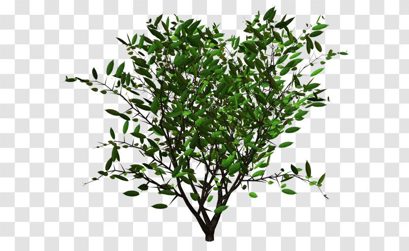 Shrub Plant Alkaloid Treelet - Hedge Transparent PNG