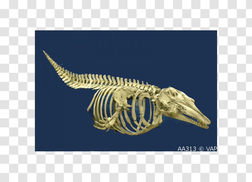 Beluga Whale Skeleton Cetaceans Blue Bone - Organism Transparent PNG