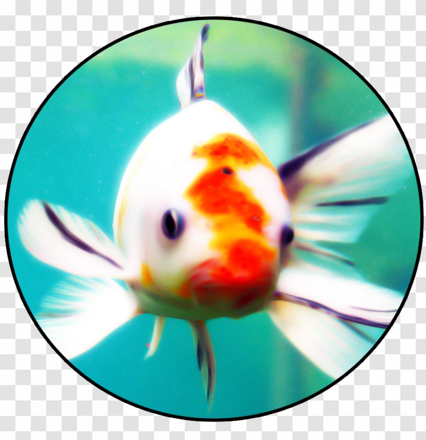 Goldfish Bony Fishes Marine Biology - Fish Transparent PNG