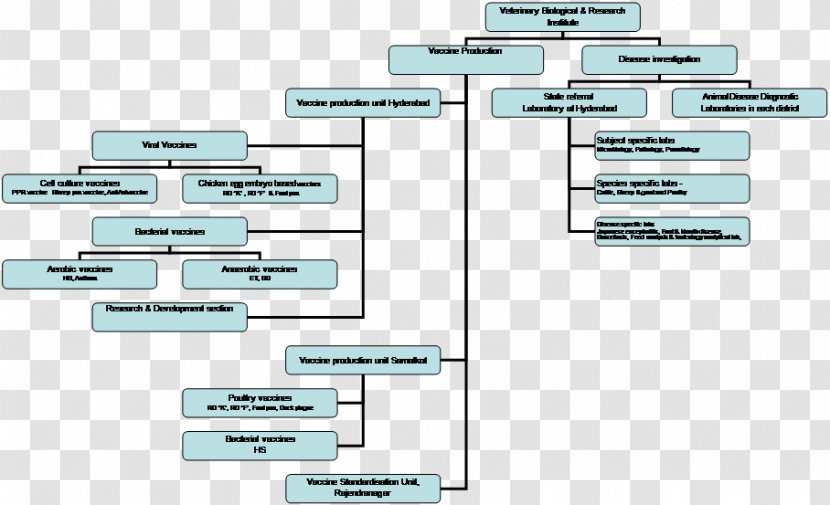 Organizational Chart Flowchart Research - Pathology Lab Transparent PNG