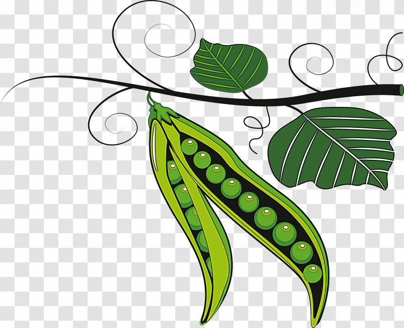 Leaf Green Plant Pea Legume Transparent PNG