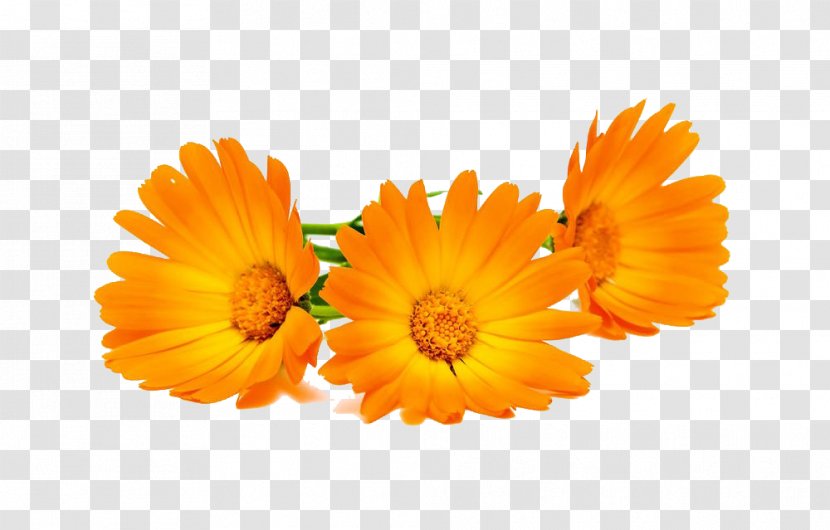 Calendula Officinalis Stock Photography Marigold - Royaltyfree - Three High-definition Pictures Transparent PNG