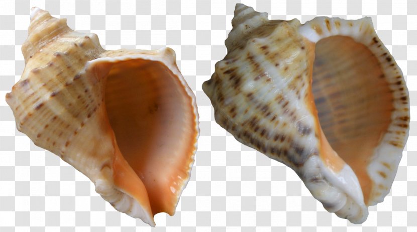 Veined Rapa Whelk Black Sea Molluscs Seashell - Rapana Shells Clip Art Transparent PNG