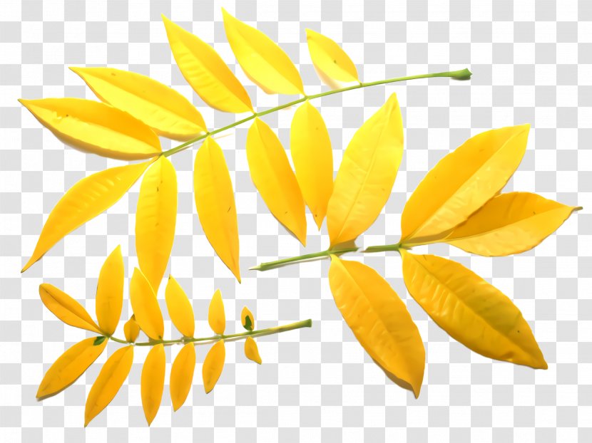 Yellow Leaf Flower Plant Tree - Flowering Transparent PNG