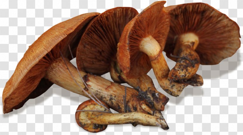 Edible Mushroom - Ingredient Transparent PNG