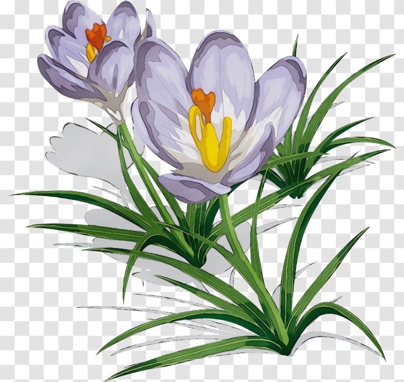 Tulip Image Crocus Flavus Drawing - Plant - Saffron Transparent PNG