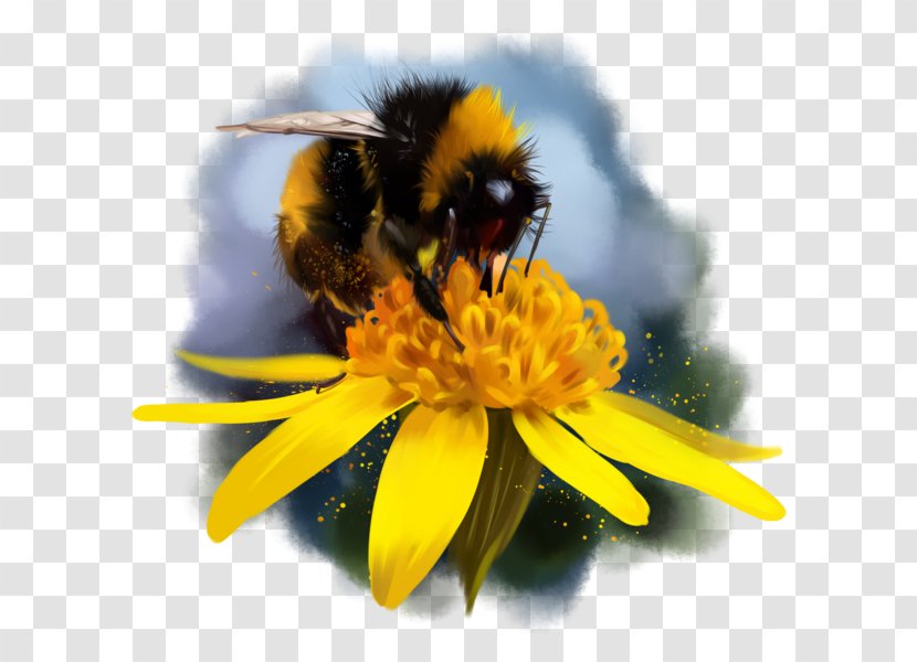 Bumblebee Honey Bee Nectar Drawing Transparent PNG