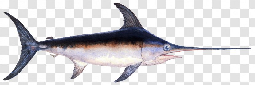 Swordfish Fishing Angling - Fin - Organism Transparent PNG