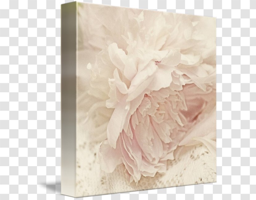 Floral Design Work Of Art Shabby Chic - Rose Family Transparent PNG