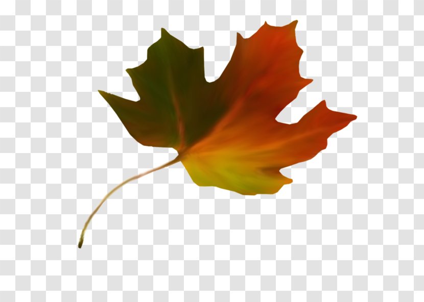 Maple Leaf Autumn Color Sugar Transparent PNG