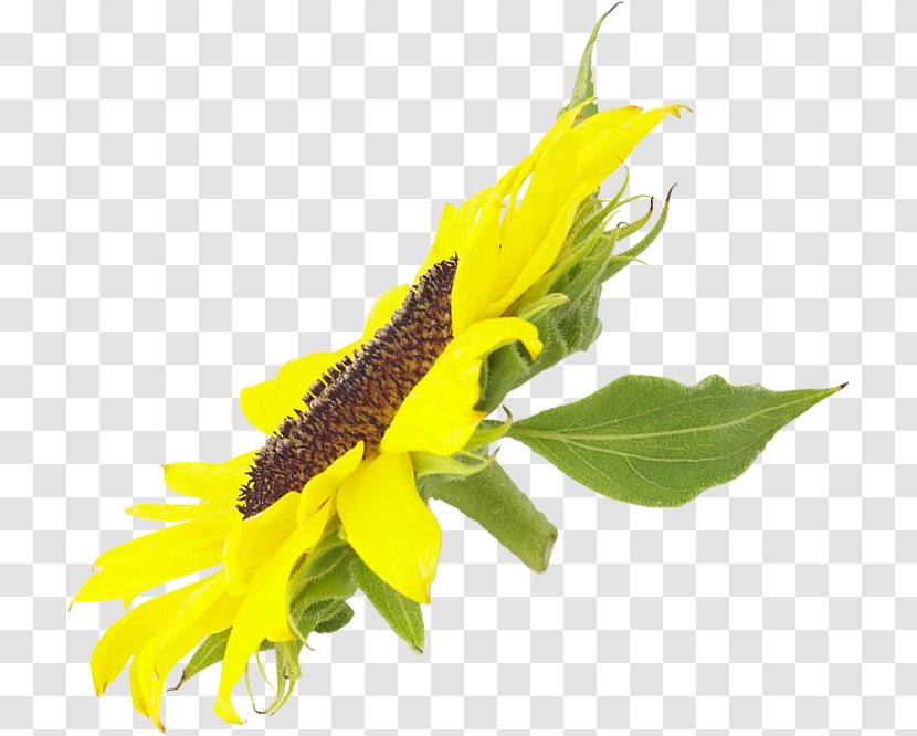 Common Sunflower Seed Daisy Family Clip Art - Leaf - Flower Transparent PNG