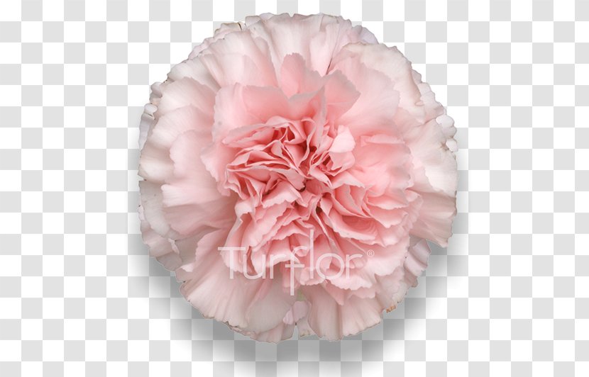 Turflor Carnation Cut Flowers Petal - Email Marketing - Burgundy Transparent PNG