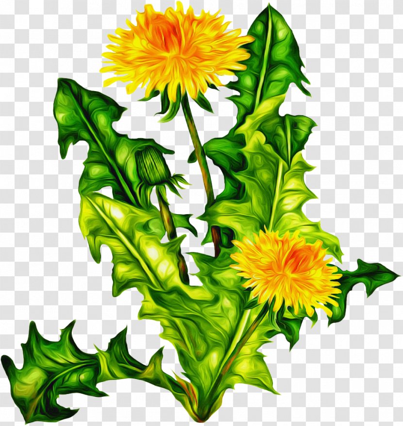 Drawing Of Family - Herbaceous Plant - Perennial Cut Flowers Transparent PNG
