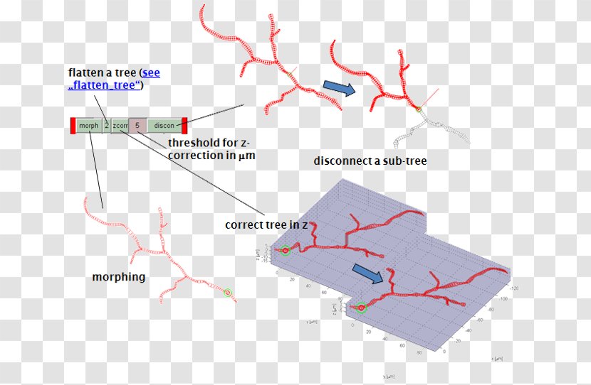 Tree Angle Point - Diagram Transparent PNG