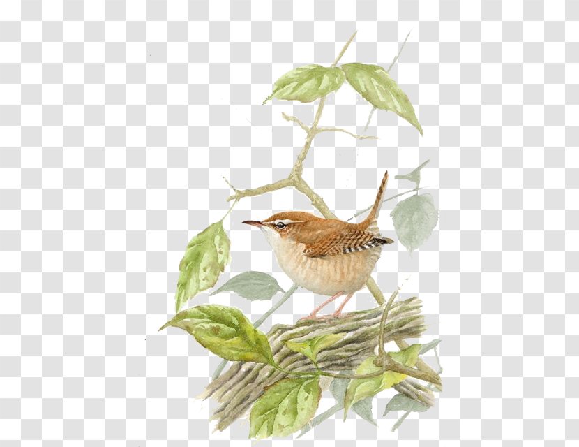 Bird Tree Drawing - Old World Flycatcher - Cartoon Transparent PNG