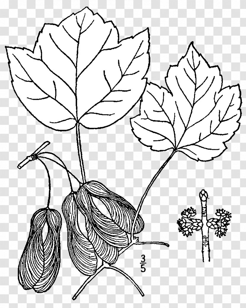 Red Maple Tree Acer Opalus Drawing Rubrum Trilobum - Doodle Transparent PNG