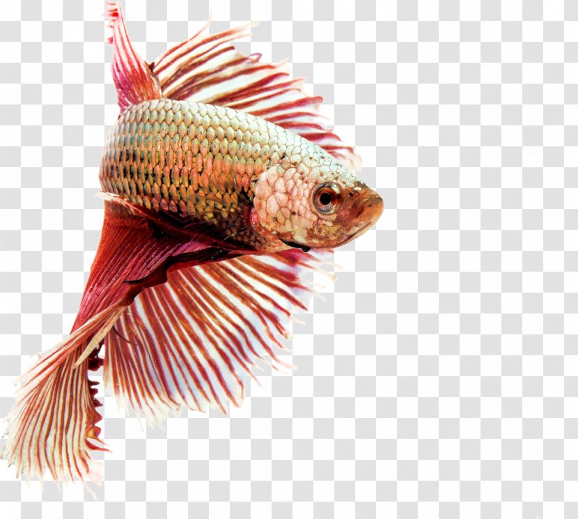 Siamese Fighting Fish Goldfish Koi Aquarium - Carp - Fishes Transparent PNG