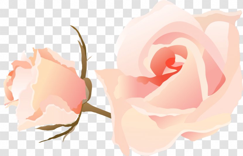 Garden Roses Cabbage Rose Microsoft PowerPoint Ppt - Flower - PPT Transparent PNG