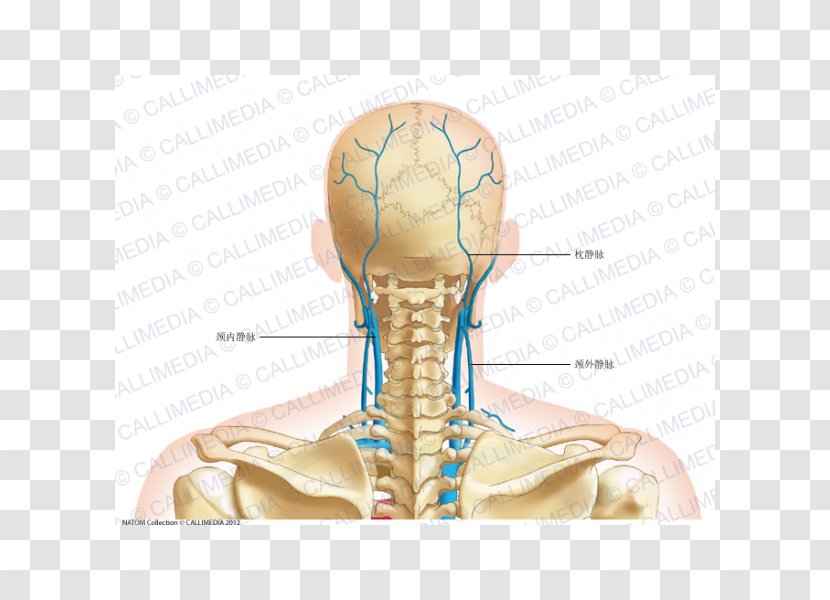 Thumb Posterior Triangle Of The Neck Vein Head And Anatomy - Silhouette - Occipital Transparent PNG