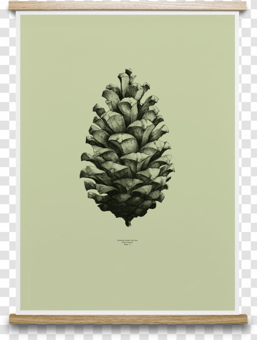 Coulter Pine Conifer Cone Design Paper Collective Nature 1:1 Poster Transparent PNG