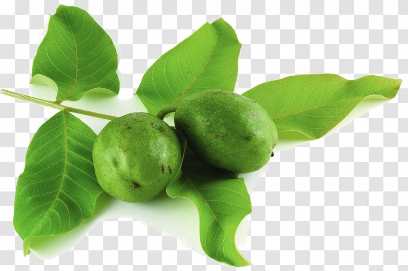 Citrus Natural Foods Tree Leaf - Plant Transparent PNG