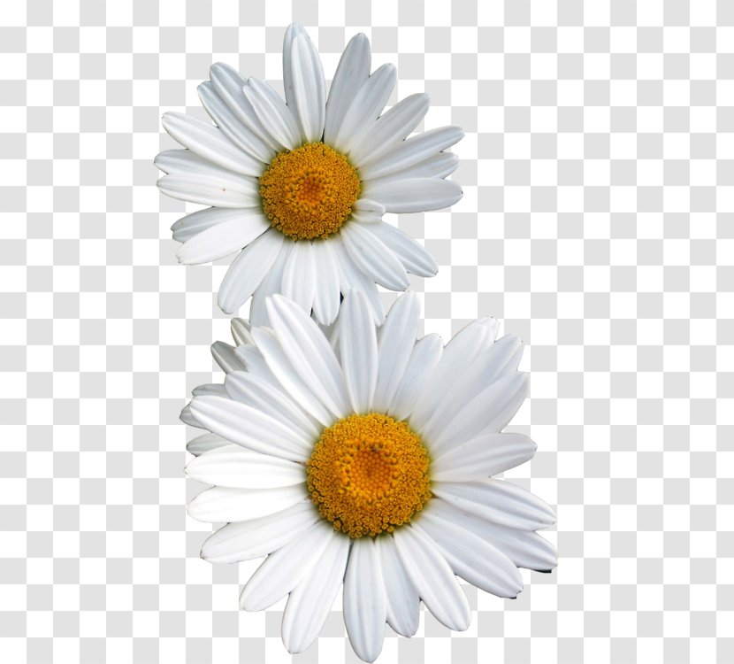 Common Daisy Flower Oxeye - Family - Apple Flowers Transparent PNG