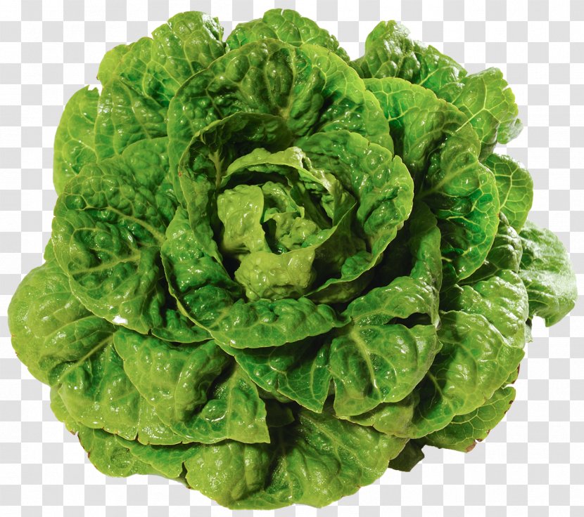 Romaine Lettuce Salad Variety Vegetable Leaf - Endive Transparent PNG