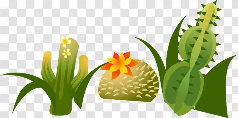 Cactaceae Euclidean Vector - Animation - Green Cactus Transparent PNG