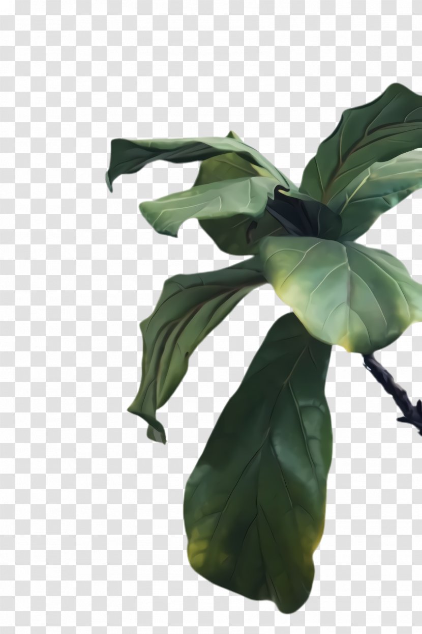 Leaf Flower Plant Tree Flowering - Alismatales - Arum Family Transparent PNG