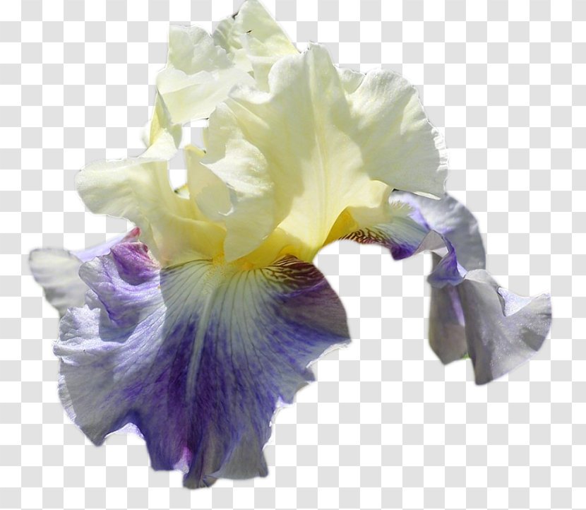 Orris Root Clip Art Irises Perfume - Garden Roses - Iris Pennant Transparent PNG
