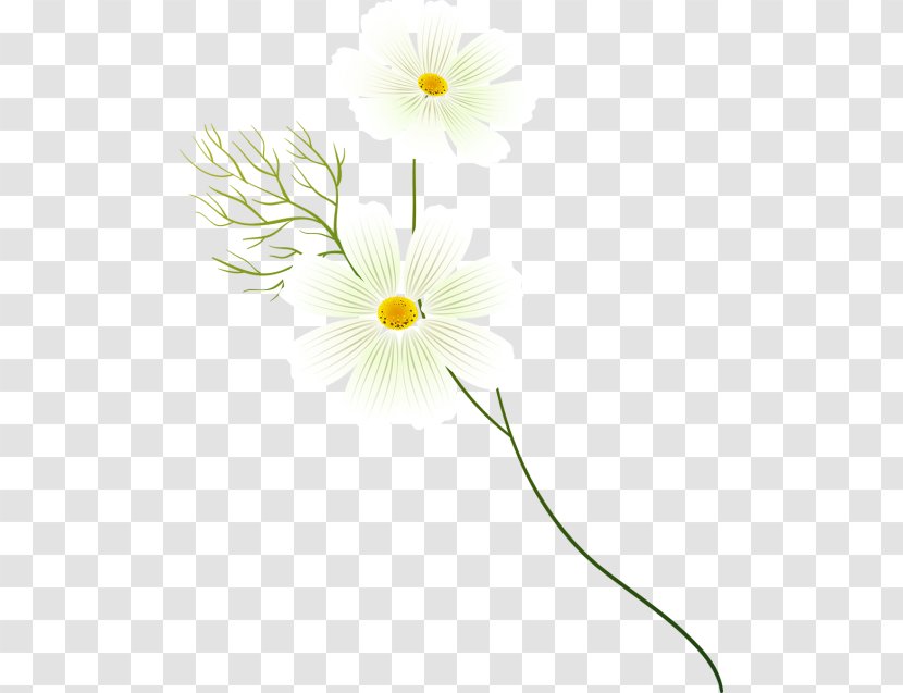 Cut Flowers Plant Stem Petal Line - Daisy Family Transparent PNG