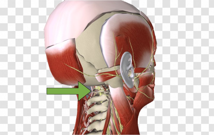 Muscle Cervical Vertebrae Neurology L'Altra Riabilitazione Shoulder - Flower - Isuzu Concessionaria Fattori Transparent PNG