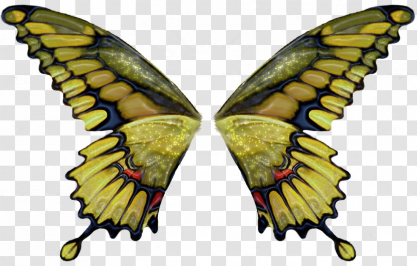 Butterfly Brush - Organism - Angel Wing Transparent PNG