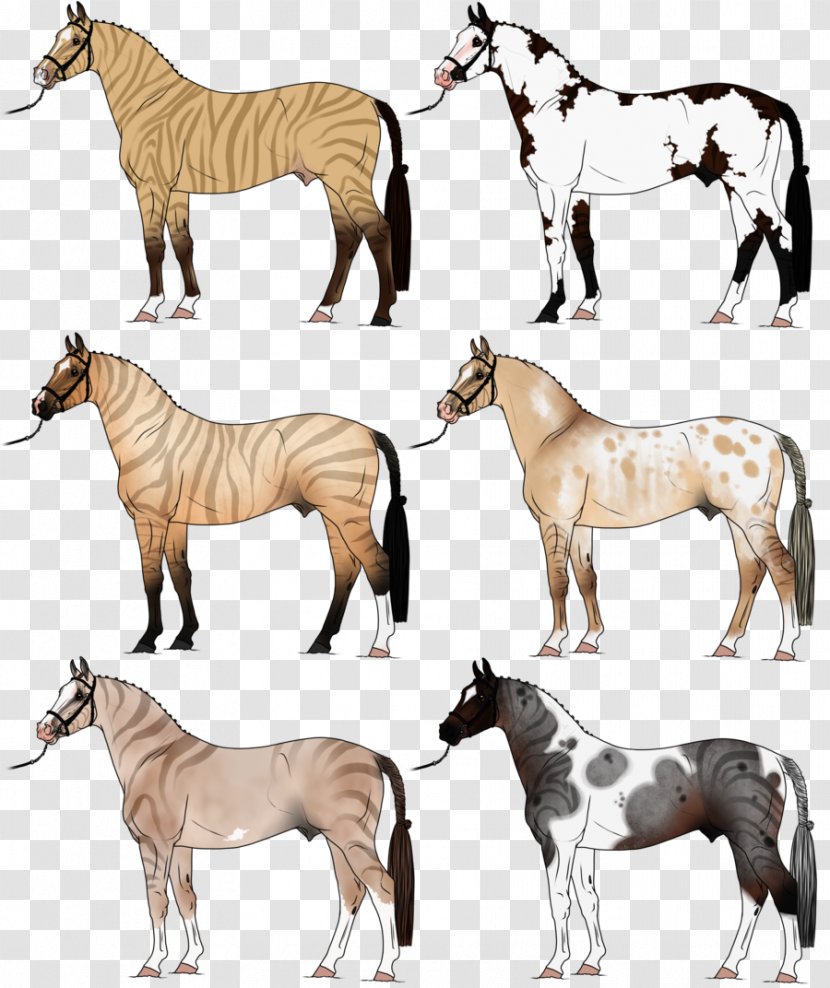 American Paint Horse Zorse Stallion Mare Zebroid - Sabino - Amitabh Bachchan Transparent PNG