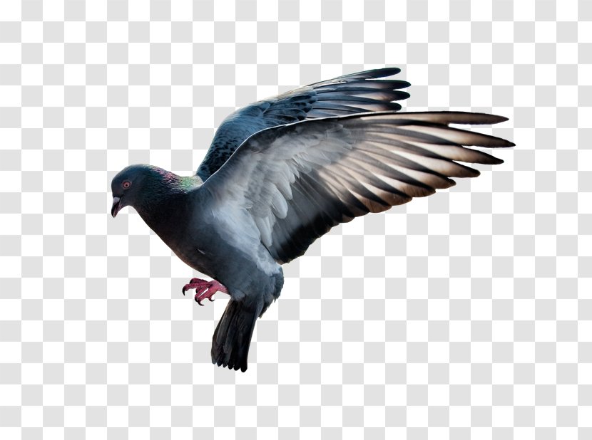 Domestic Pigeon Desktop Wallpaper - Beak - Wing Transparent PNG