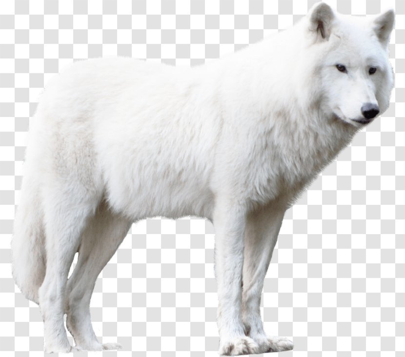 Wolf Cartoon - Dog - Animal Figure Ancient Breeds Transparent PNG